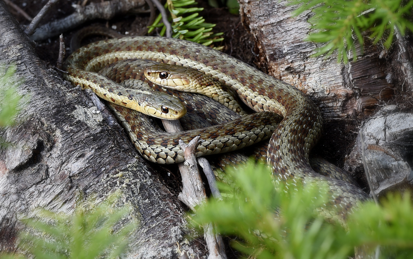 A Snake Michael Despines Photography