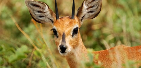 Steinbuck, Nxai Pan National Park - Botswana (3270)