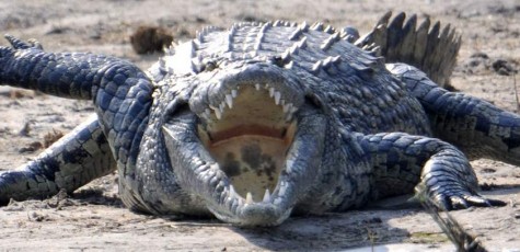 Nile Crocodile, Moremi NP - Botswana (6744)