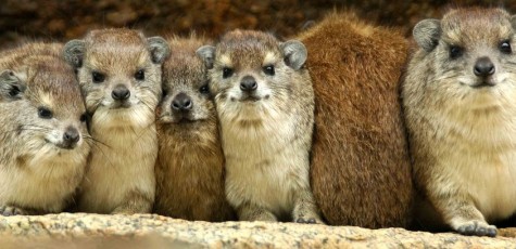 Hyrax Huddle, Serengeti NP-Tanzania (6891)