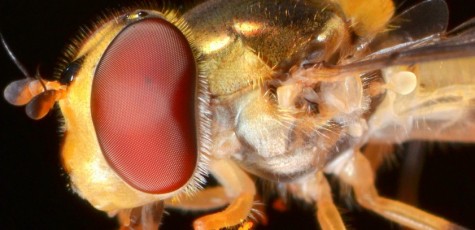 Hoverfly, Vermont - USA (0875)