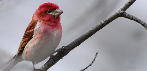 Purple Finch, Vermont-USA (8889)