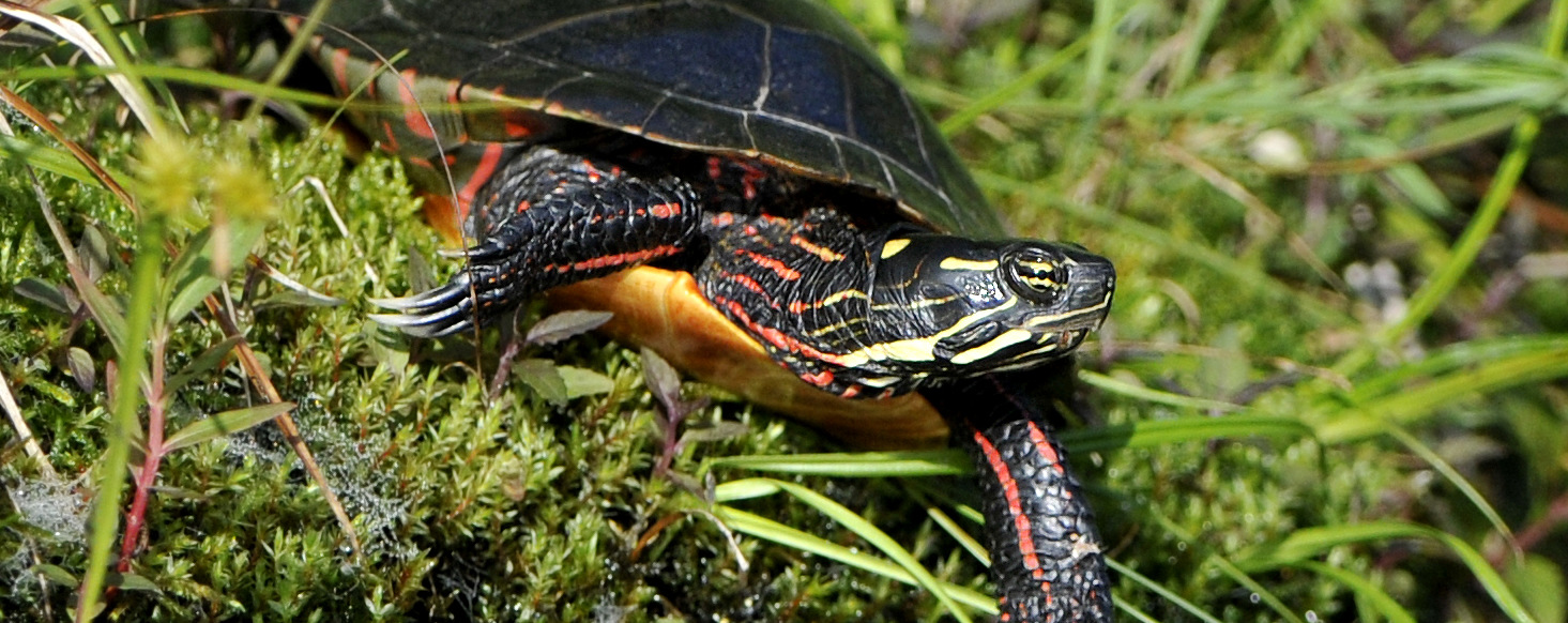 Painted Turtle @ Michael Despines Photography