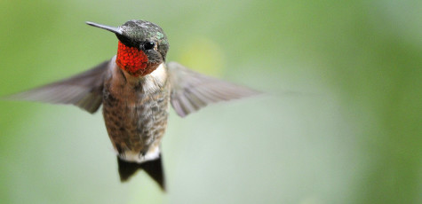 Ruby-throated hummingbird (4983)