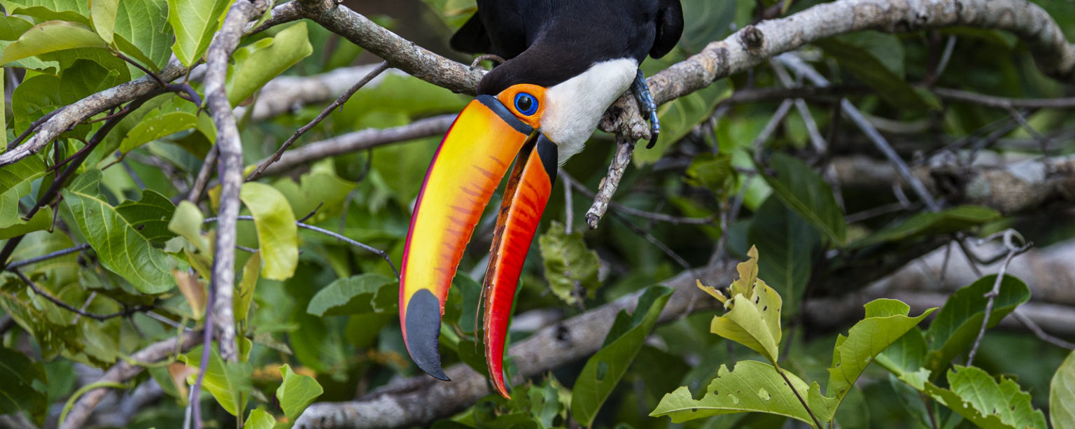 toco-toucan-michael-despines-photography