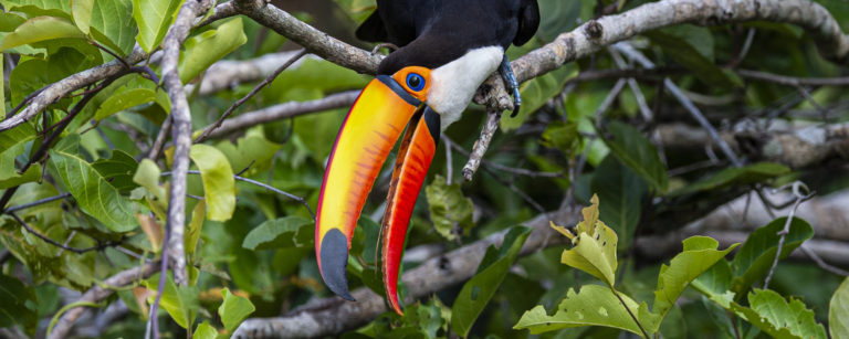 Toco Toucan @ Michael Despines Photography