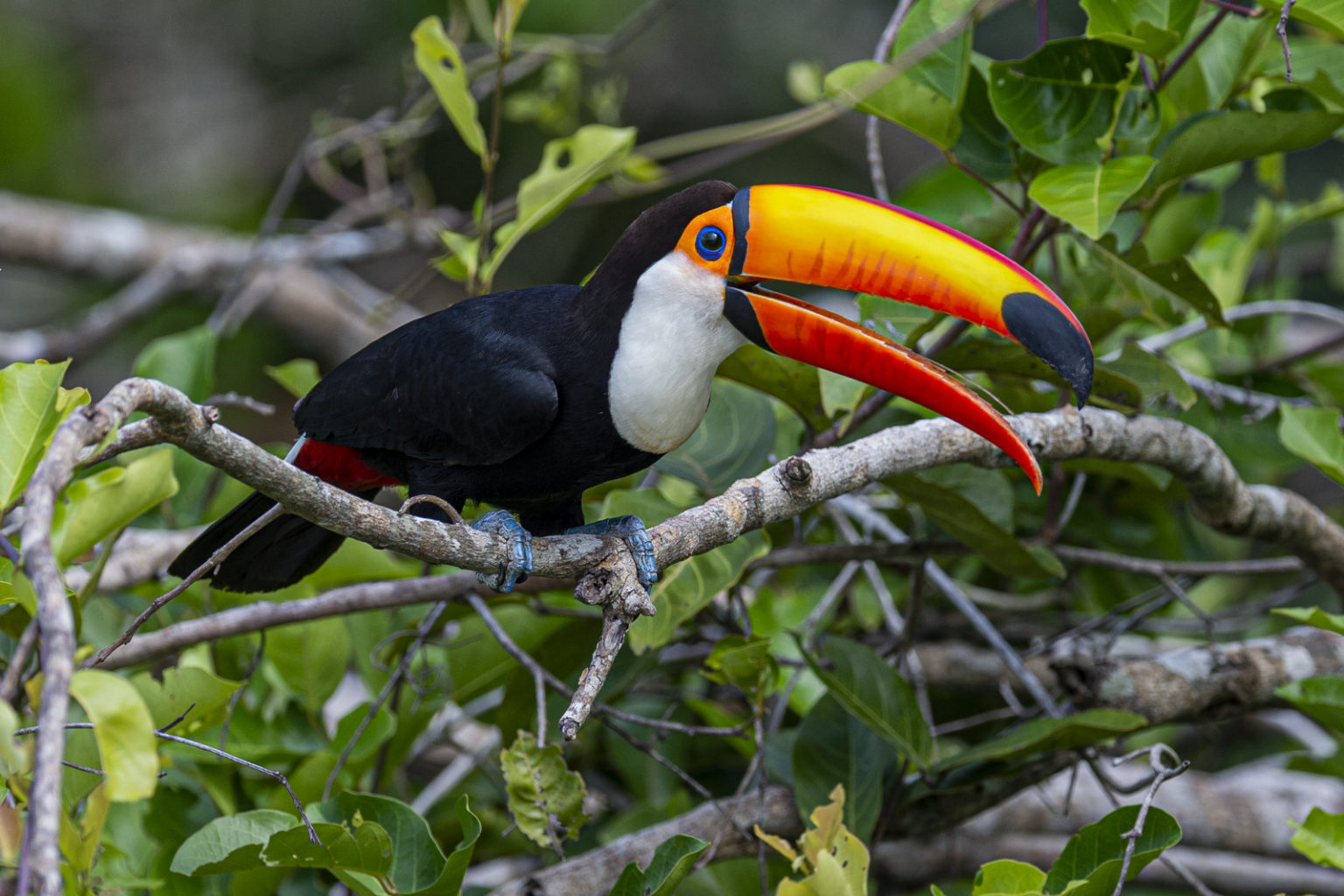 Toco Toucan Michael Despines Photography