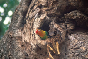 Fischer's Lovebird (17)