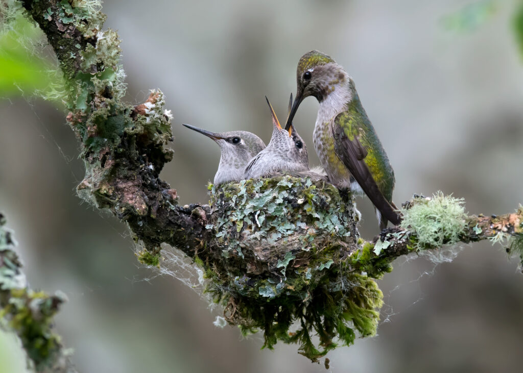 Anna's Hummingbird (0127), Washington State