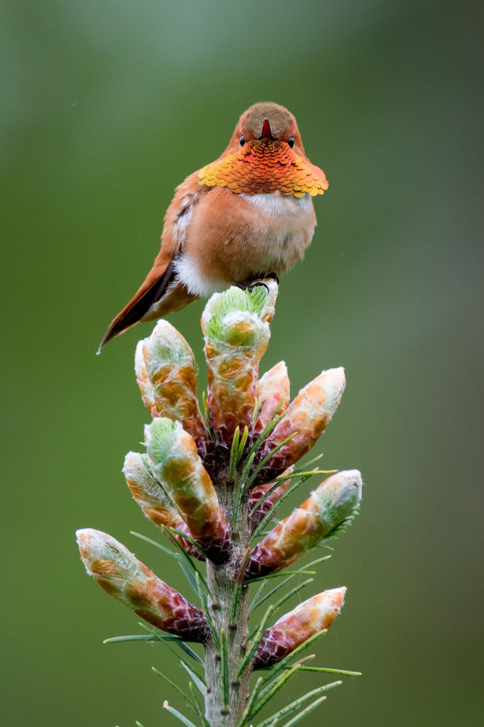 Rufous Hummingbird (4184), Washington State