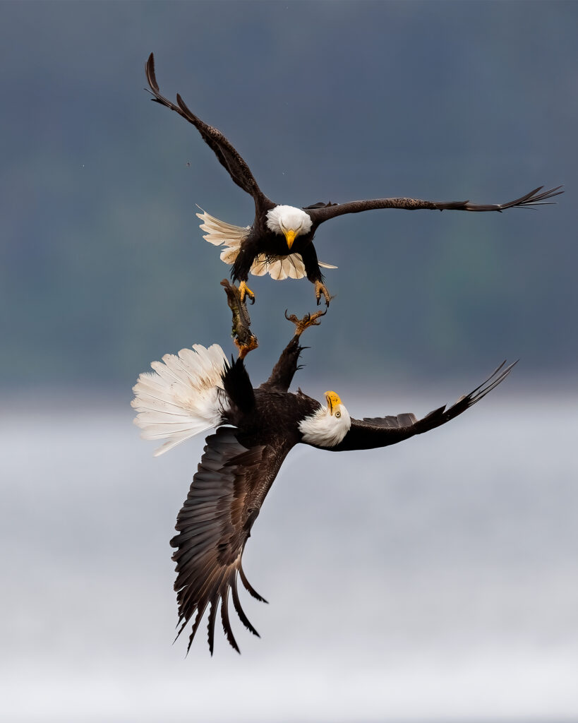 Bald Eagle (9406), Washington State