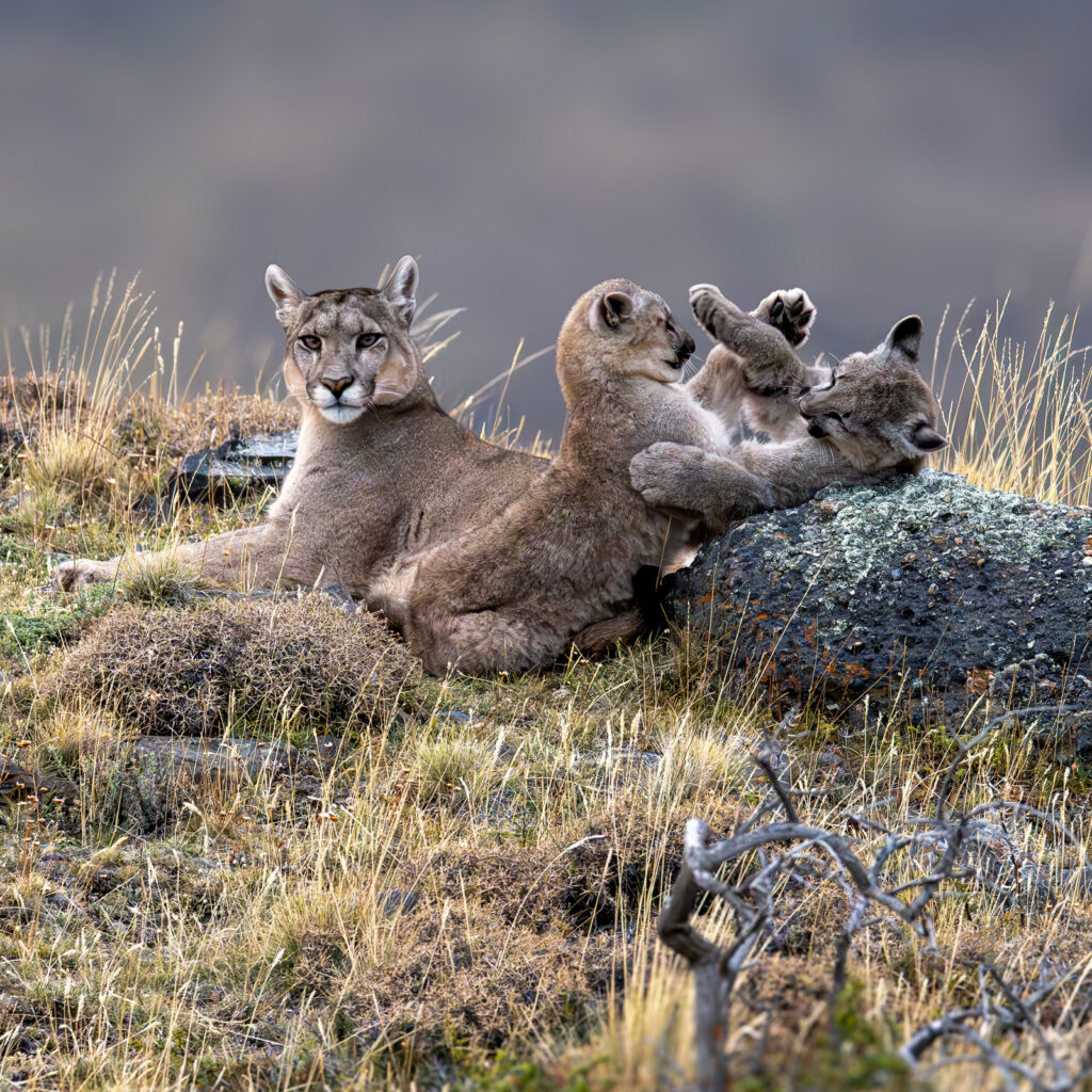 Puma (5911) -cropped, Patagonia